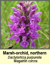 marsh-orchid, northern (Magairl�n corcra)