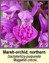 marsh-orchid, northern (Magairl�n corcra)