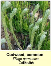 Cudweed, common (C�ithluibh)