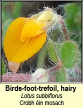 Birds-foot-trefoil, hairy (Crobh �in mosach)