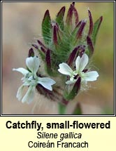 Catchfly, small-flowered (Coire�n Francach)