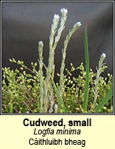 Cudweed, small (C�ithluibh bheag)