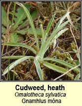 Cudweed, heath (Gnamhlus m�na)