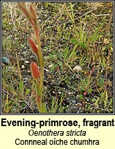 Evening-primrose, fragrant (Connneal o�che chumhra)