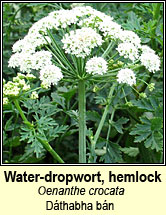 water-dropwort,hemlock (tr�anlus braonach an chorraigh)
