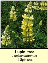 Lupin, tree (L�ip�n crua)