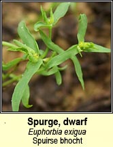 Spurge, dwarf