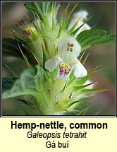 hemp-nettle,common (ga bu�)