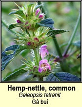 hemp-nettle,common (ga bu�)