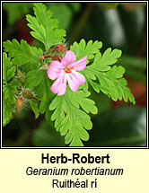 herb robert (ruith�al r�)
