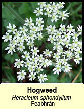 hogweed (feabhr�n)