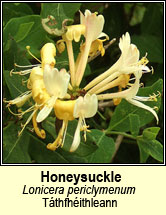 honeysuckle (t�thfh�ithleann)