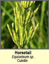 horsetail (cuirid�n)