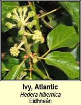 ivy (eidhe�n)