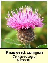 knapweed,common (m�nscoth)
