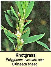 knotgrass (gl�ineach bheag)