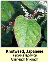 knotweed,japanese (gl�ineach bhiorach)