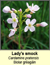 ladys smock (biolar gr�ag�in)