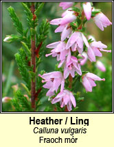 heather,ling (fraoch m�r)