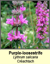 purple-loosestrife (cr�achtach)