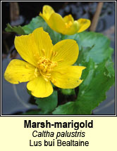 marsh marigold (lus bu� beltaine)