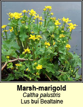marsh-marigold (lus bu� Beltaine)