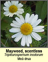 mayweed,scentless (me� drua)