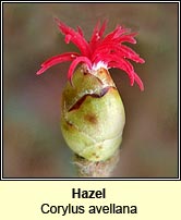 Hazel (Coll)