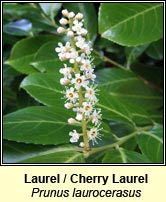 Laurel (Labhras sil�n�)