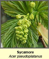 Sycamore