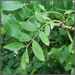 Ash, Fraxinus excelsior