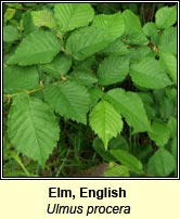 Elm, English