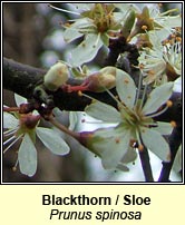 Blackthorn